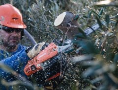 Echo Cs 2511 Tes Benzinli Budama Testeresi